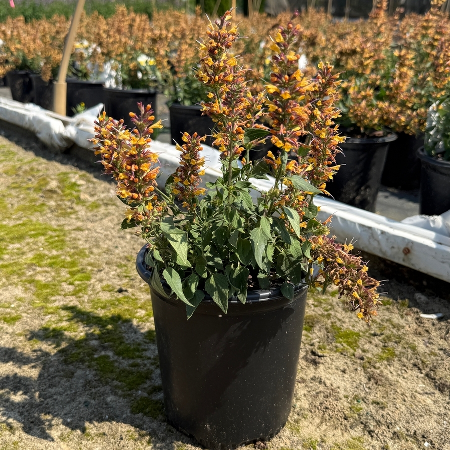 Agastache Honeysticks Ember