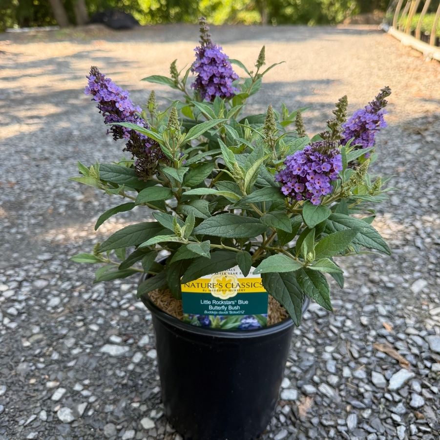 Buddleia Little Rockstars Blue