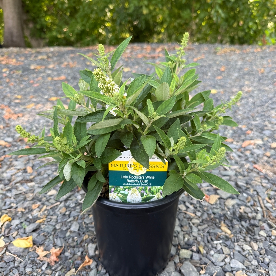 Buddleia Little Rockstars White