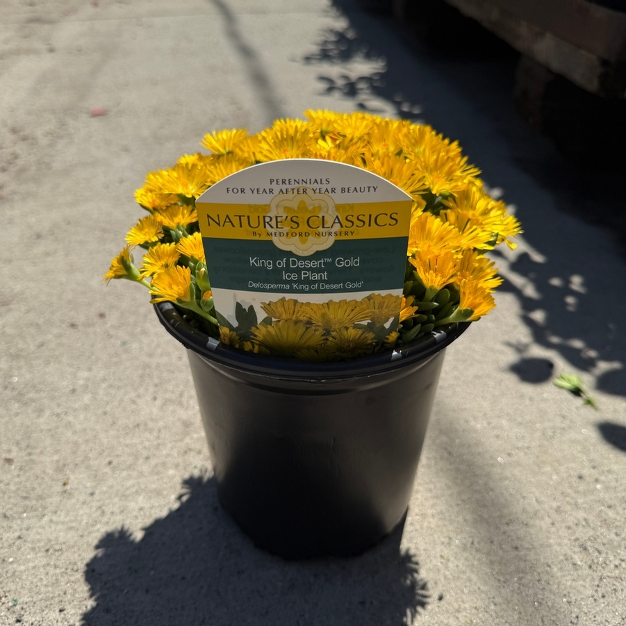 Delosperma King of Desert™ Gold