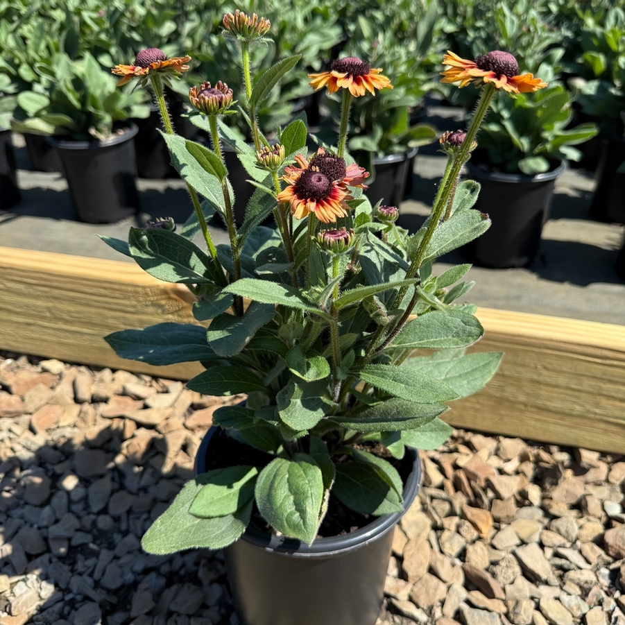 Echibeckia™ Summerina Glow® Dizz