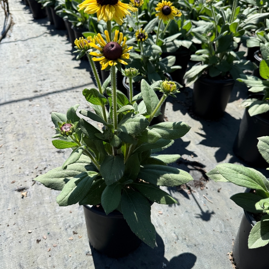 Echibeckia™ Summerina Glow® Limonata