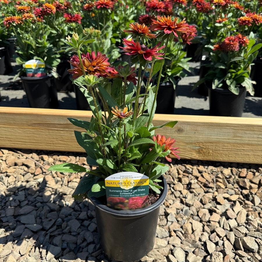 Echibeckia™ Summerina Glow® Sugar Shake