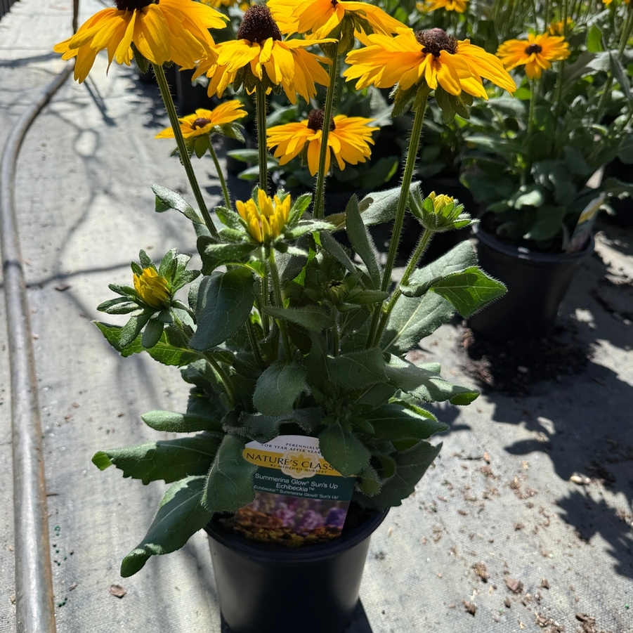Echibeckia™ Summerina Glow® Sun's Up