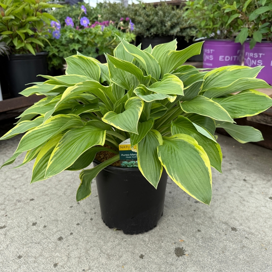 Hosta fortunei Aureo-marginata