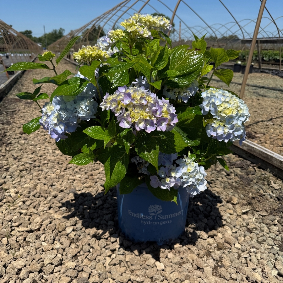 Hydrangea macrophylla Endless Summer® PP15298