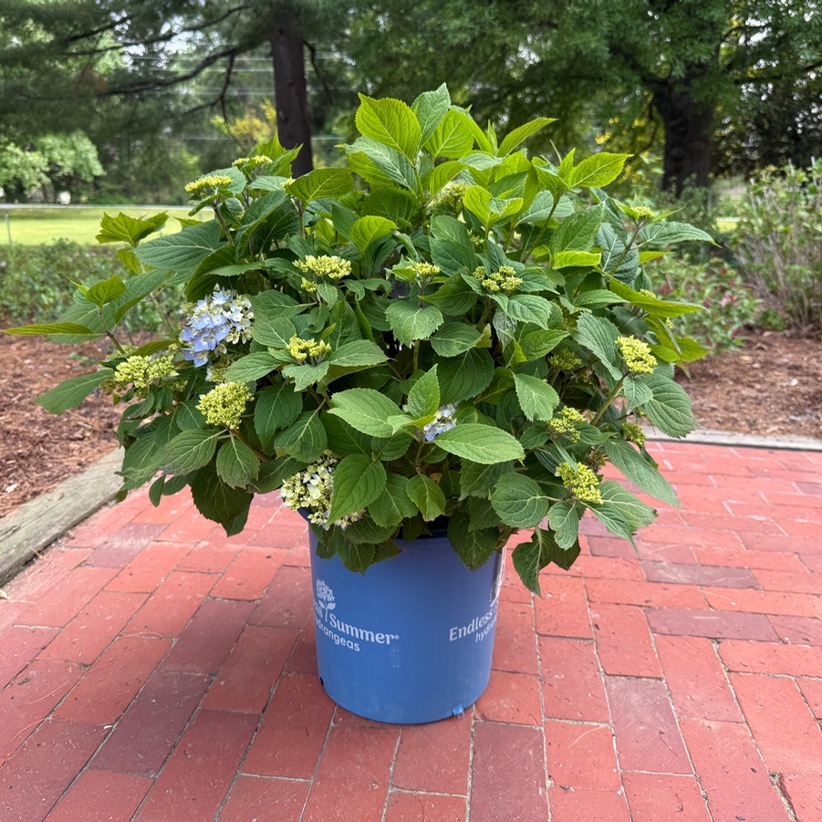 Hydrangea macrophylla Endless Summer® PP15298