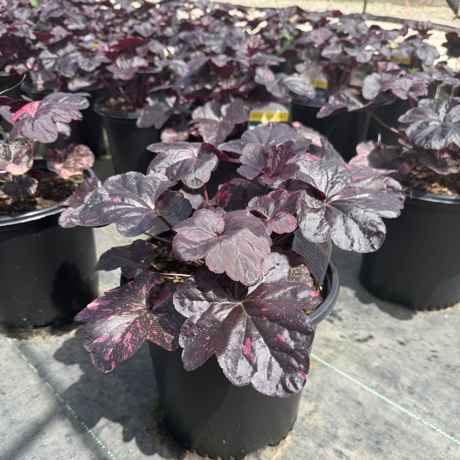 Heuchera Midnight Rose