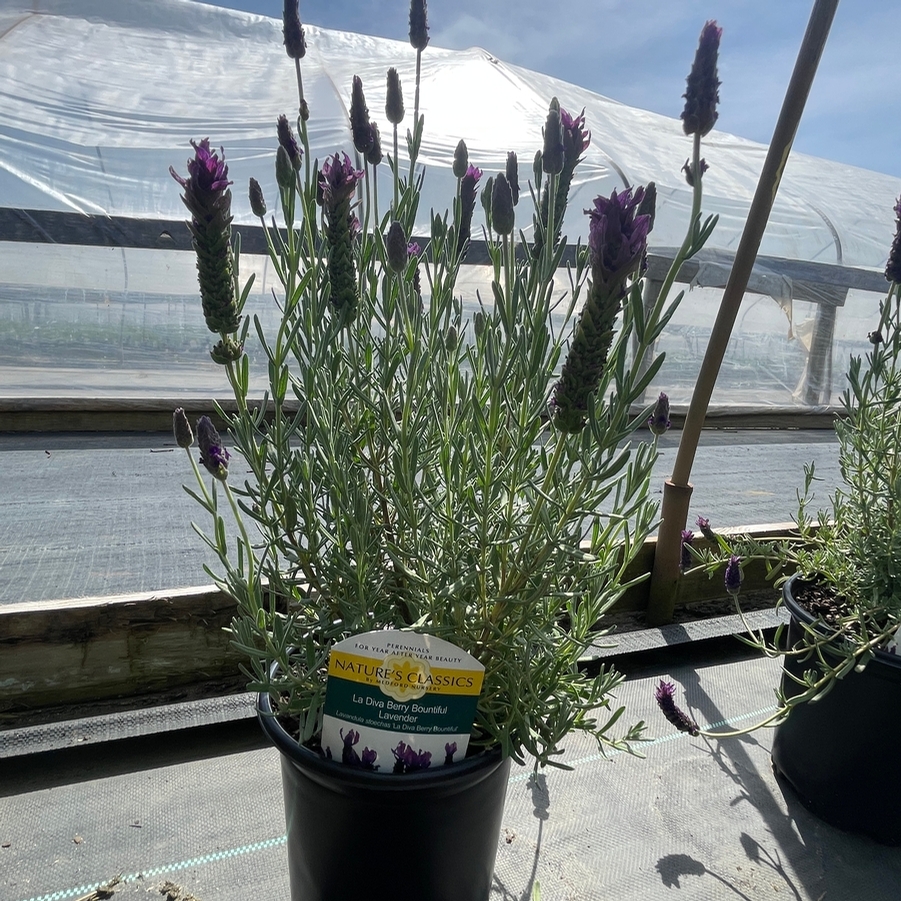 Lavandula La Diva Berry Bountiful
