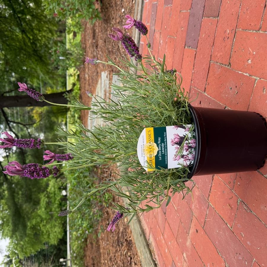 Lavandula La Diva Berry Rosy