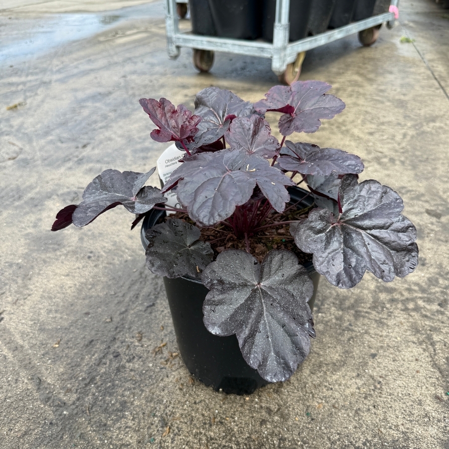 Heuchera Obsidian