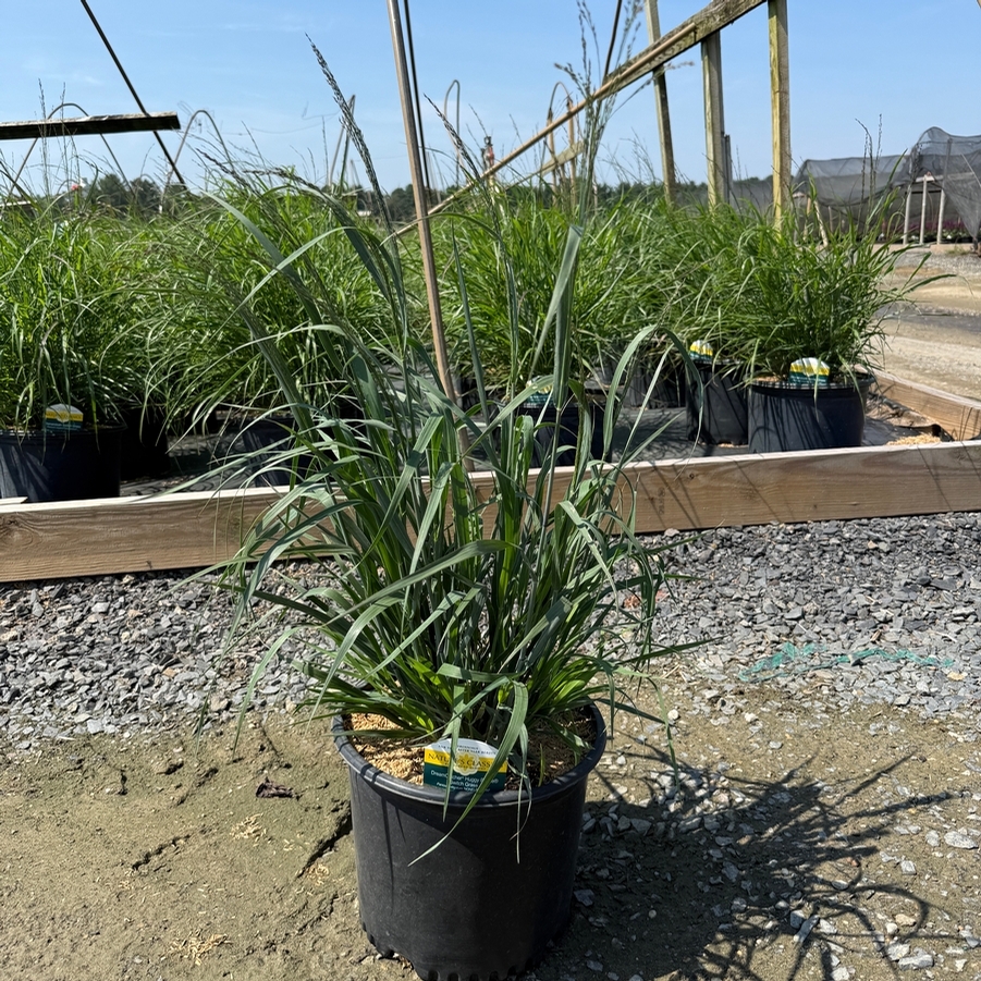 Panicum virgatum Dream Catcher® Huggy Purple®
