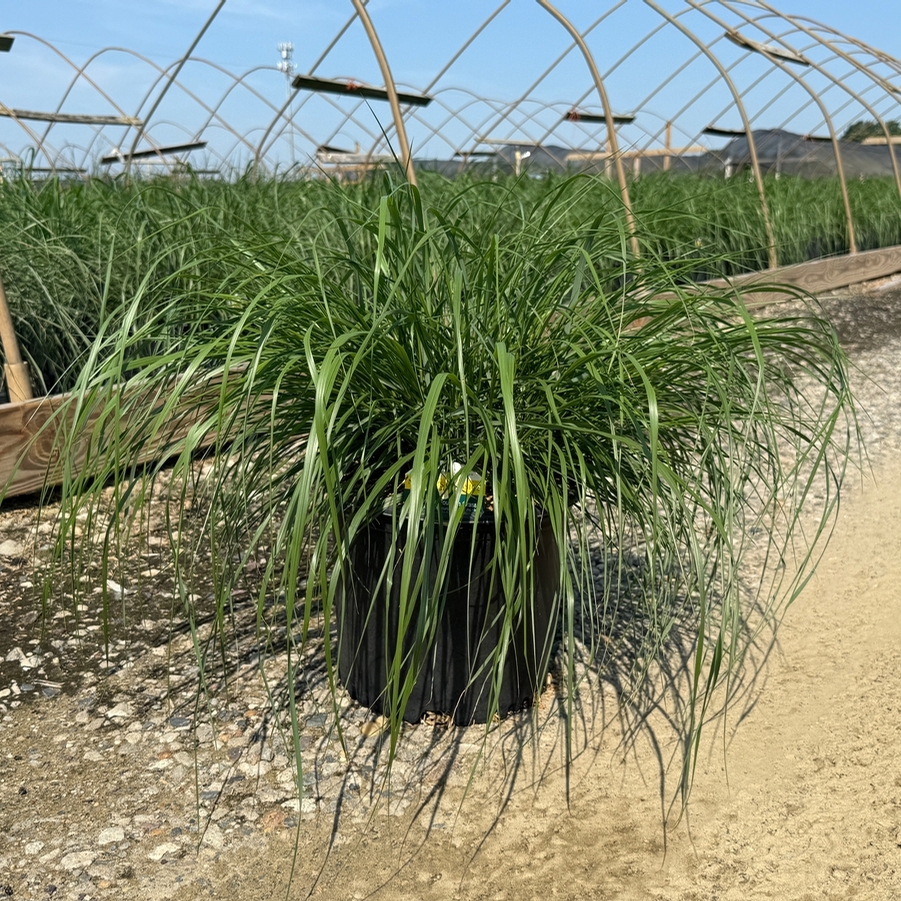 Pennisetum alopalopecuroides Jambalaya
