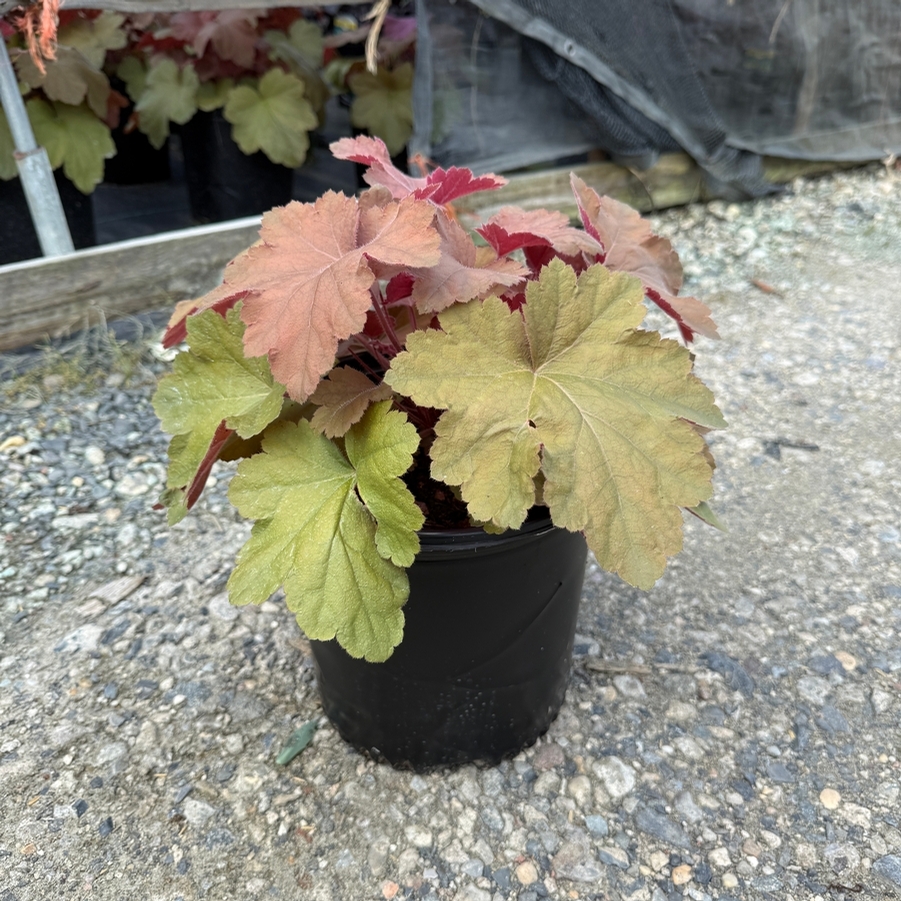 Heuchera Southern Comfort