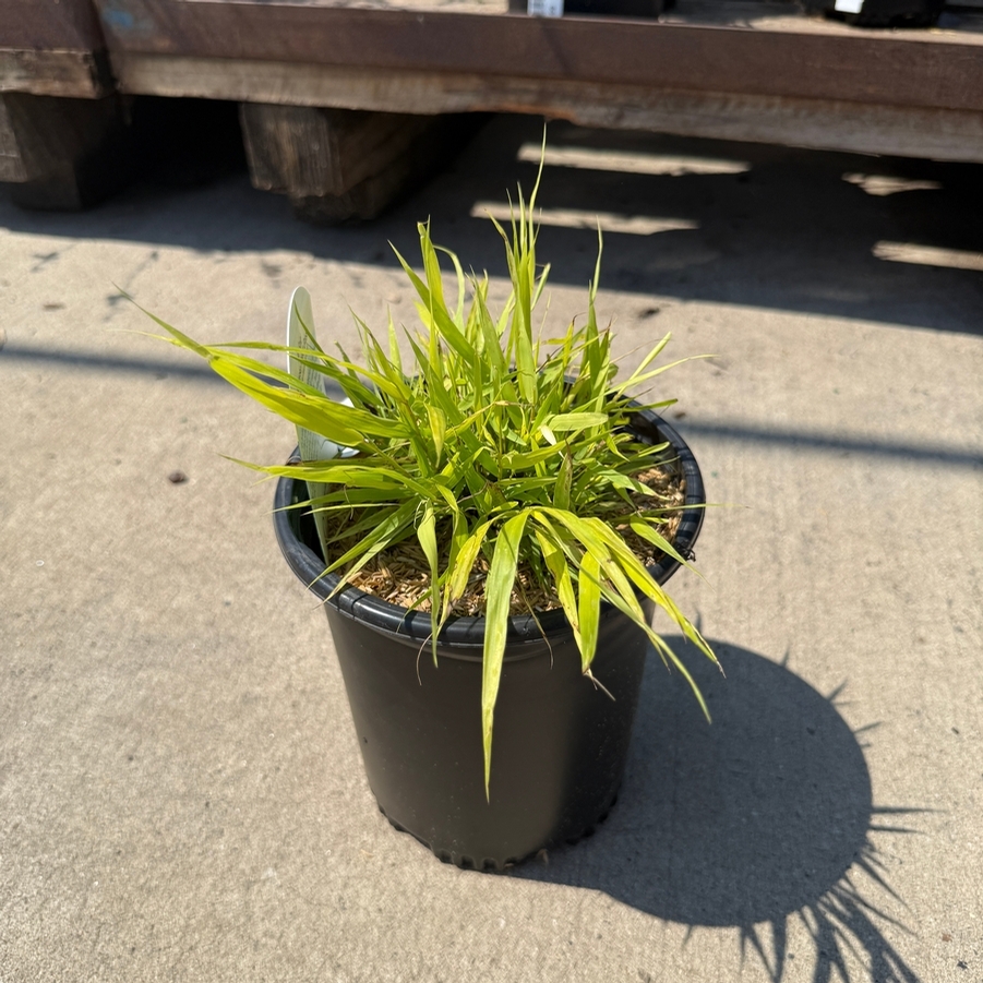 Hakonechloa macra All Gold
