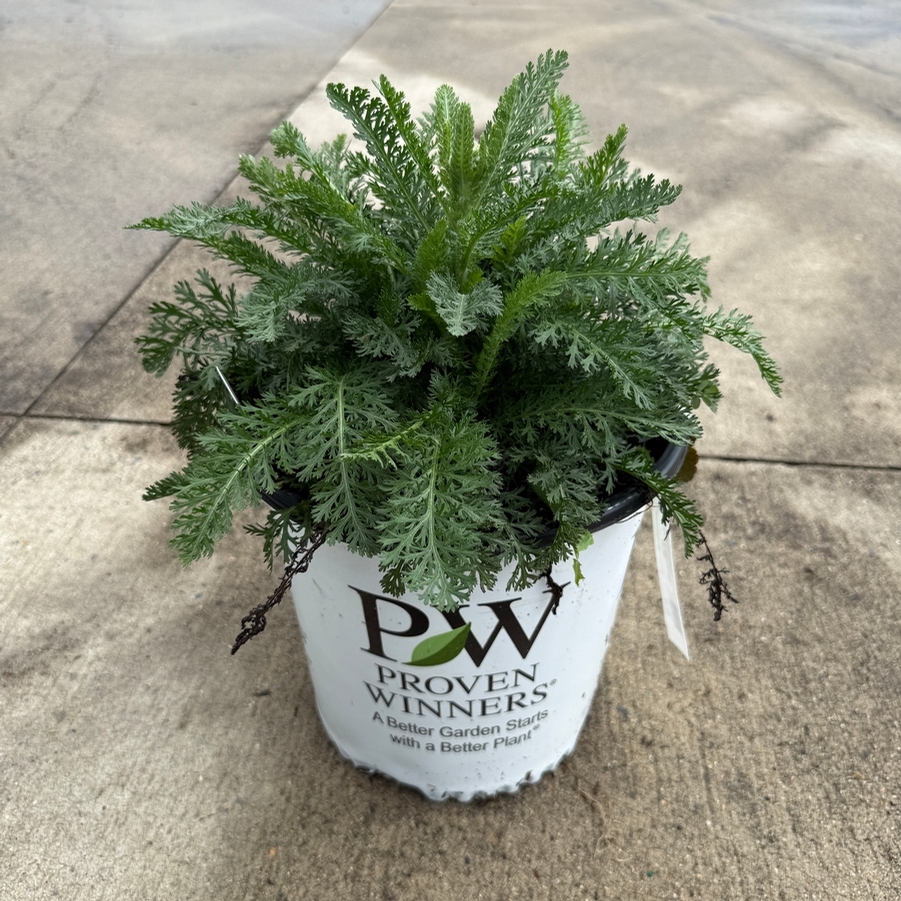 Achillea Firefly Diamond PP32986
