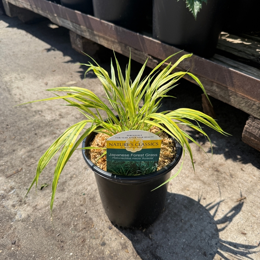 Hakonechloa macra Aureola