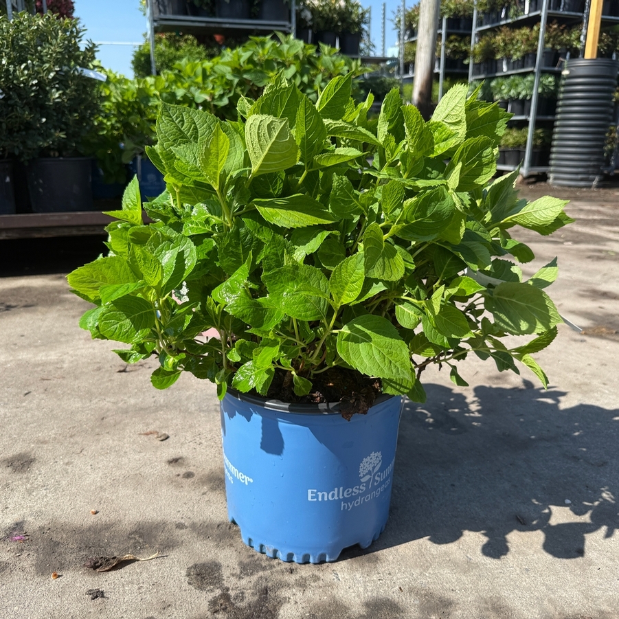 Hydrangea macrophylla Blushing Bride PP17169