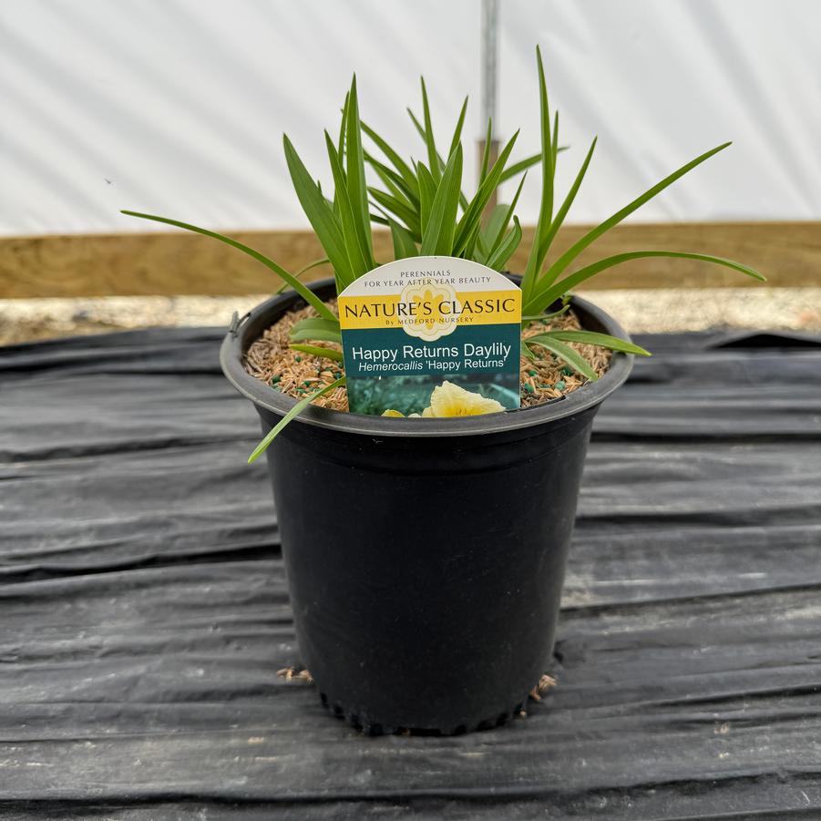 Hemerocallis Happy Returns