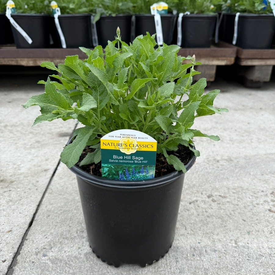 Salvia nemorosa Blue Hill