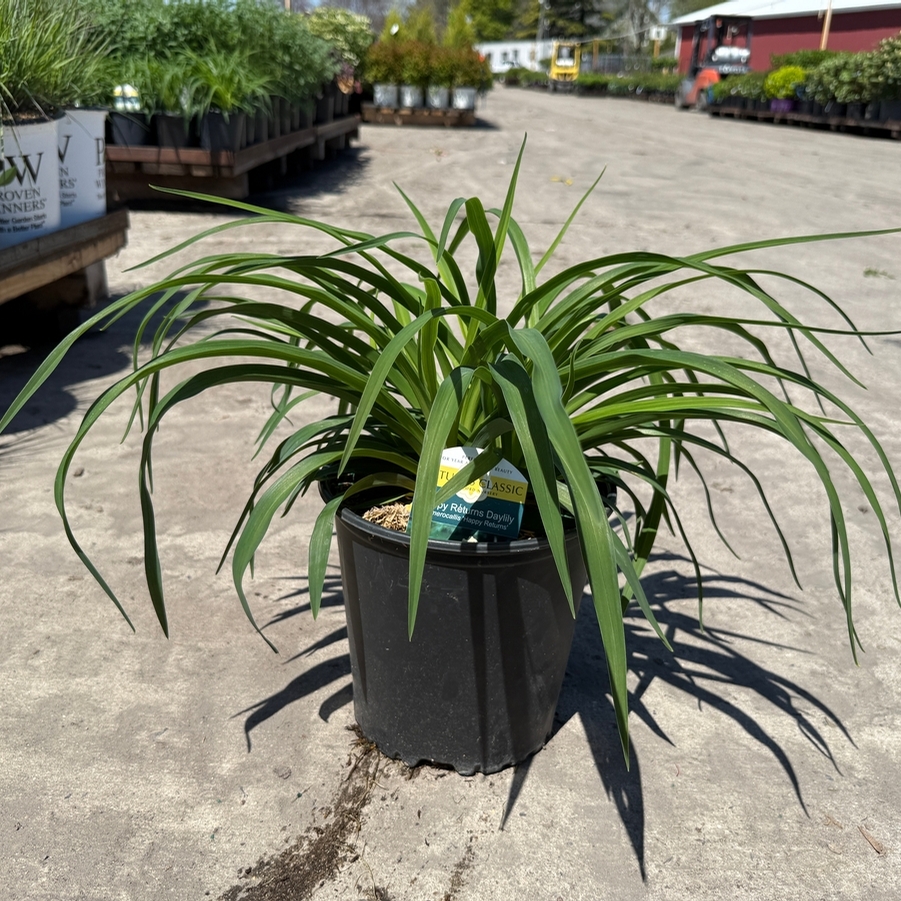 Hemerocallis Happy Returns