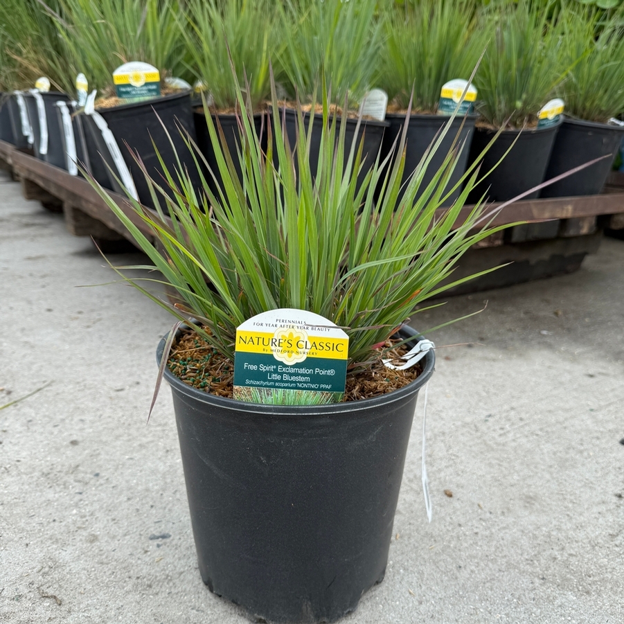 Schizachyrium scoparium Free Spirit® Exclamation Point®