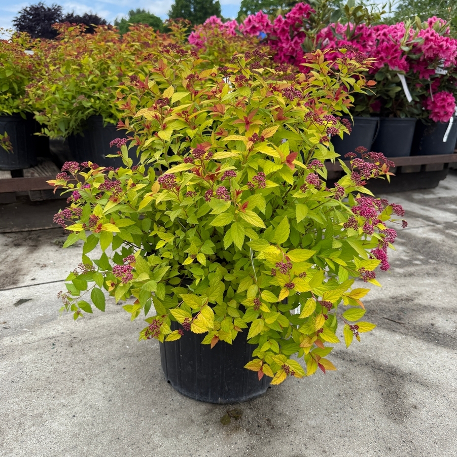 Spiraea x bumalda Magic Carpet PP9363