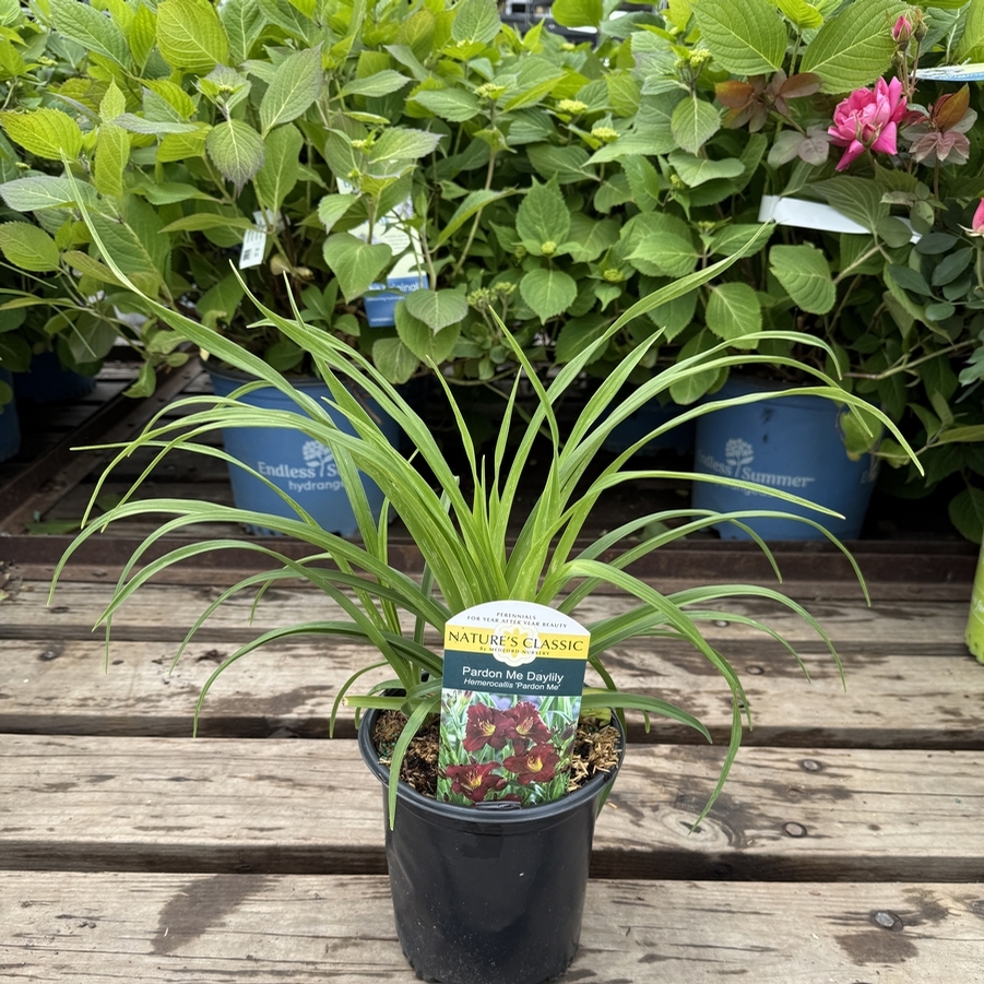 Hemerocallis Pardon Me