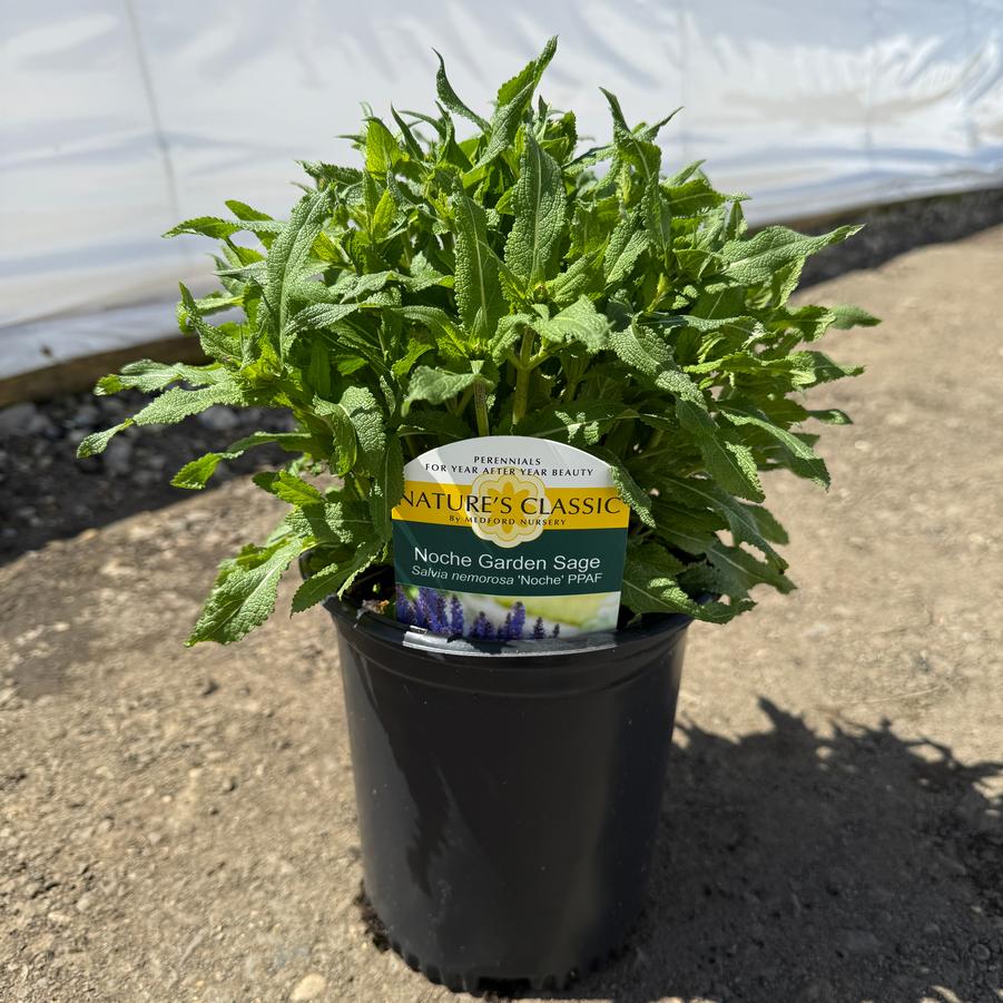 Salvia nemorosa Noche