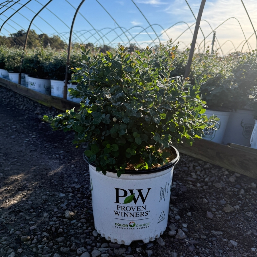 Symphoricarpos Proud Berry® Pearl PPAF