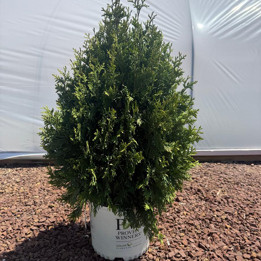 Thuja occidentalis Cheer Drops® PP33286