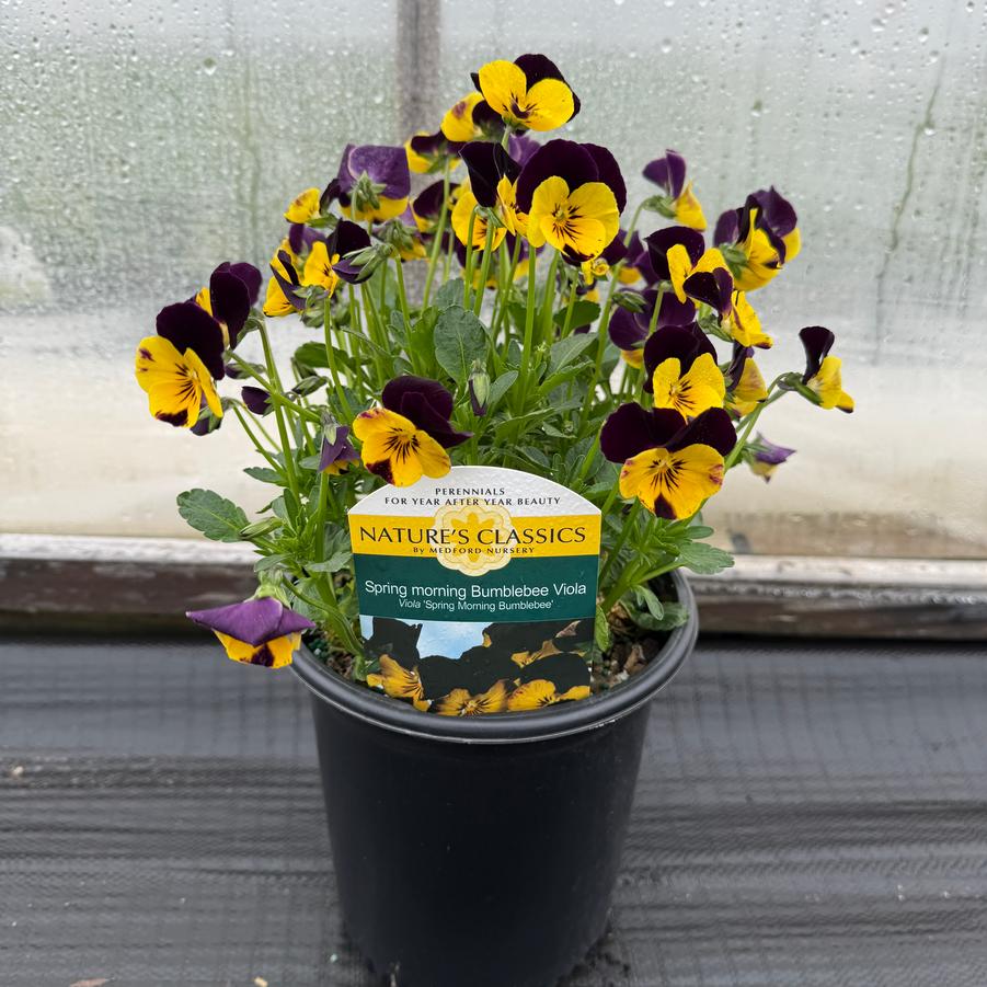 Viola cornuta Spring Morning Bumblebee