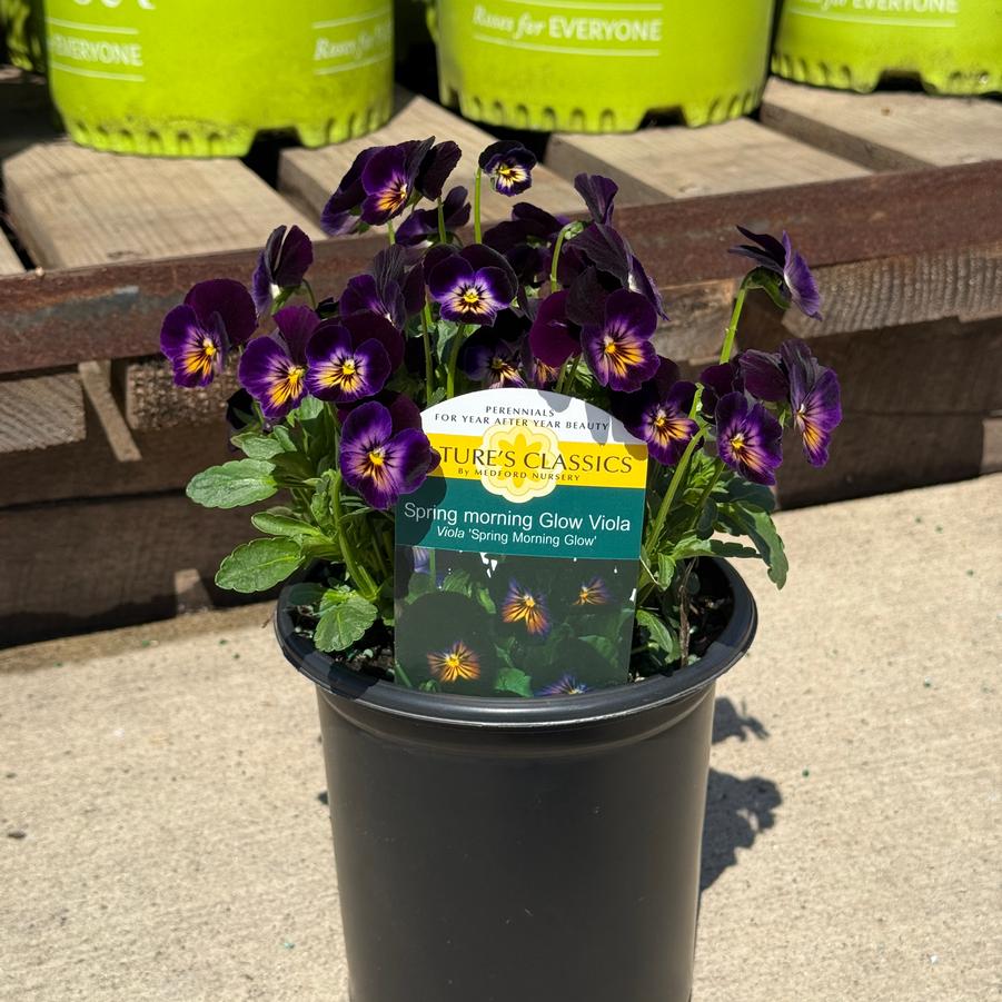 Viola cornuta Spring Morning Glow