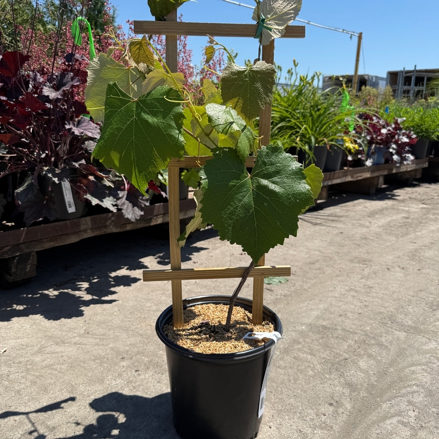 Vitis labrusca Concord