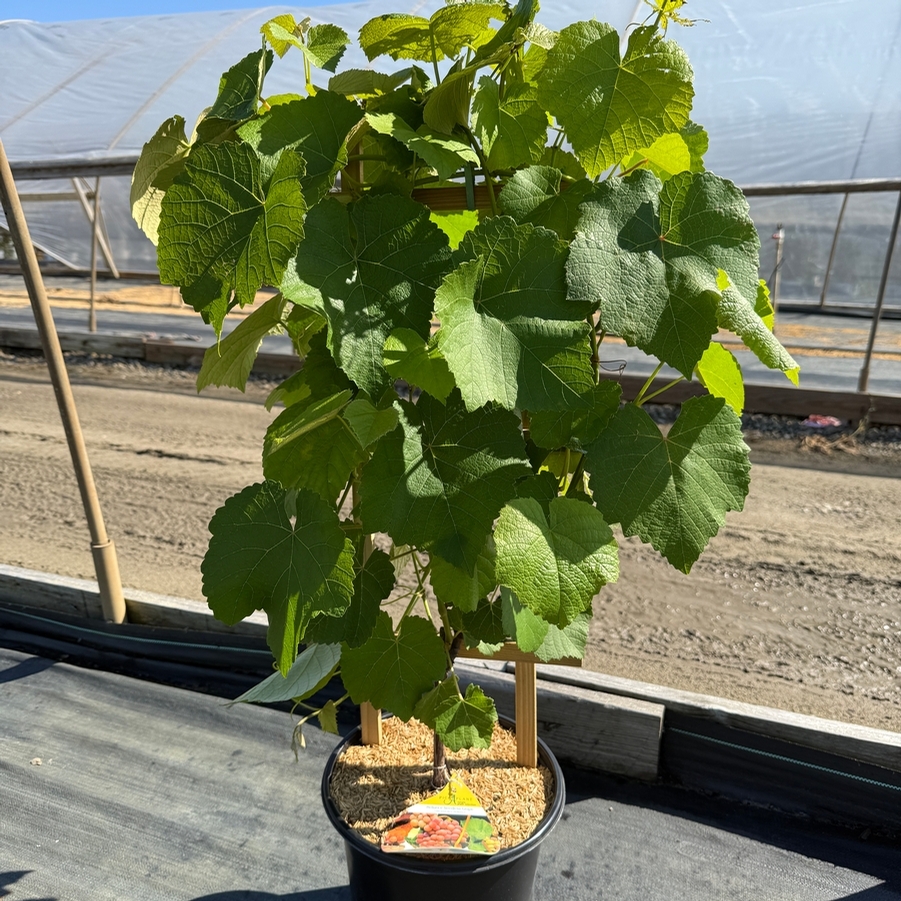 Vitis labrusca Reliance