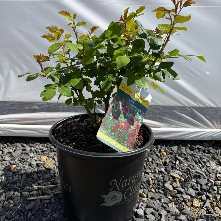 Rosa Climbing Blaze