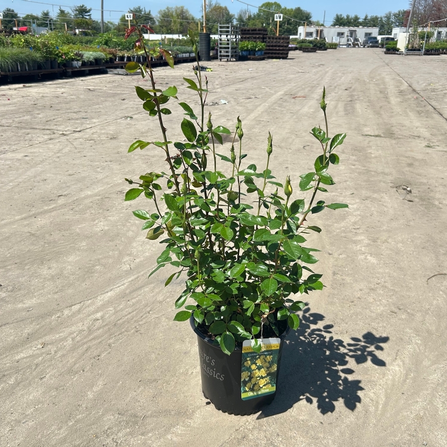 Rosa Climbing Golden Showers