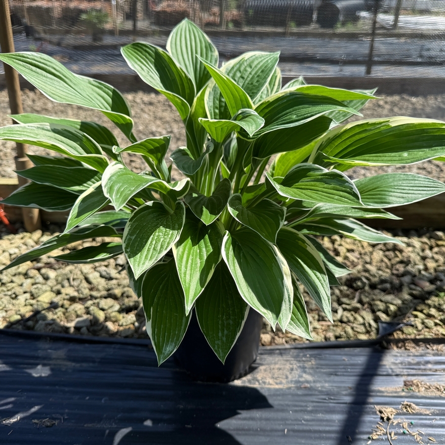 Hosta Francee
