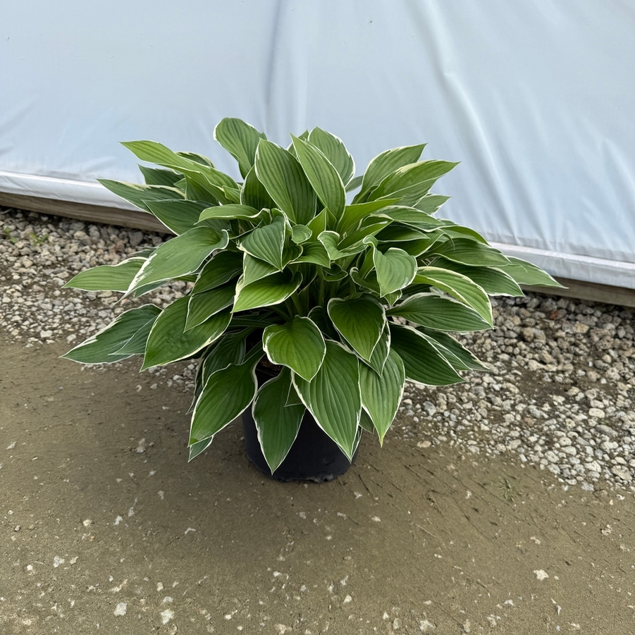 Hosta Francee