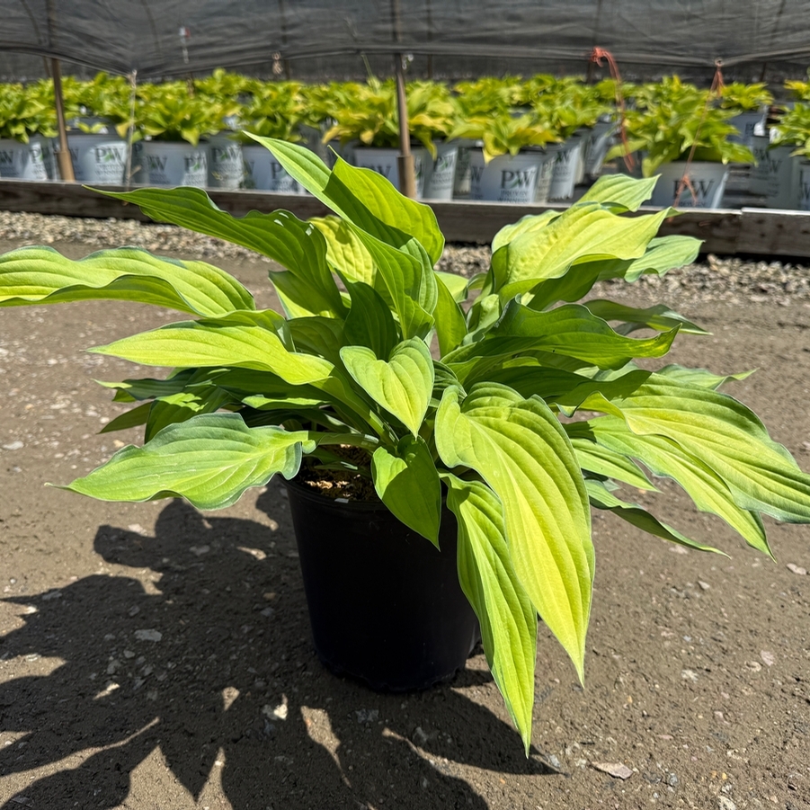 Hosta Gold Standard