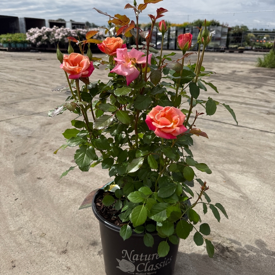Rosa Floribunda Polynesian Punch™ PP28073