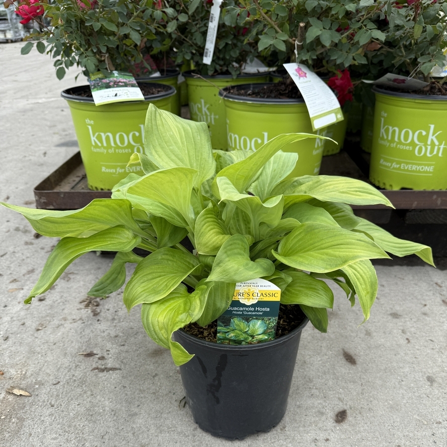 Hosta Guacamole