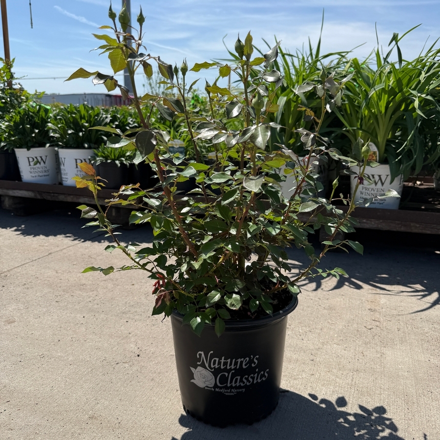 Rosa Floribunda Sunbelt® Soul Sister™ PP25290