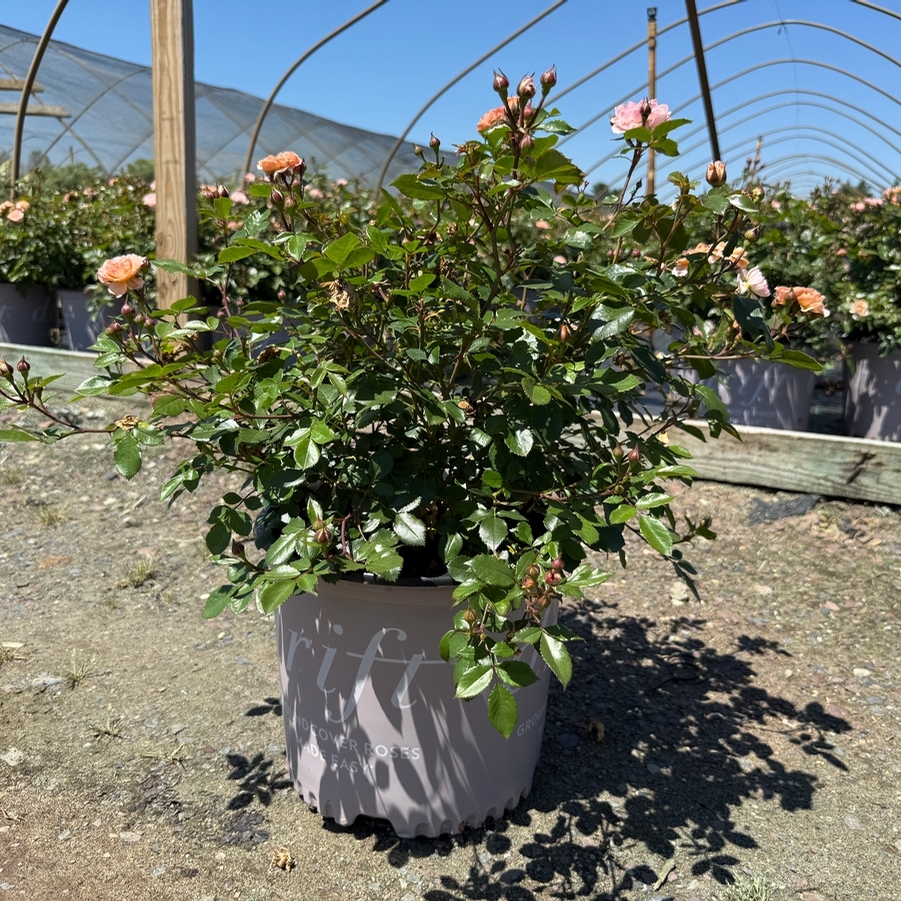Rosa Groundcover Apricot Drift® PP23354