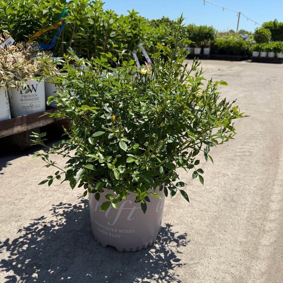 Rosa Groundcover Lemon Drift® PP20635