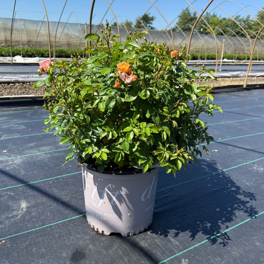 Rosa Groundcover Peach Drift® PP18542