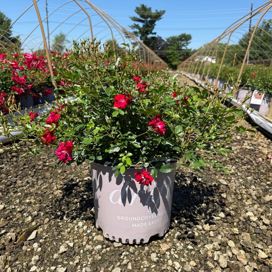 Rosa Groundcover Red Drift PP17877