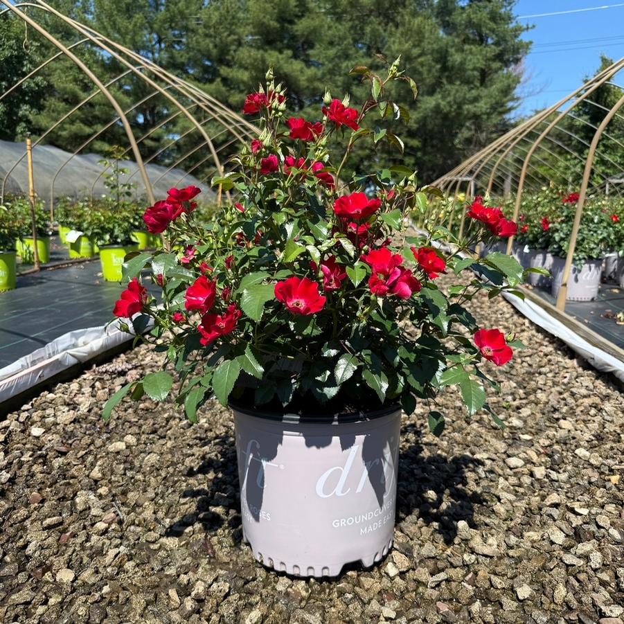 Rosa Groundcover Scarlet Drift® PP36994