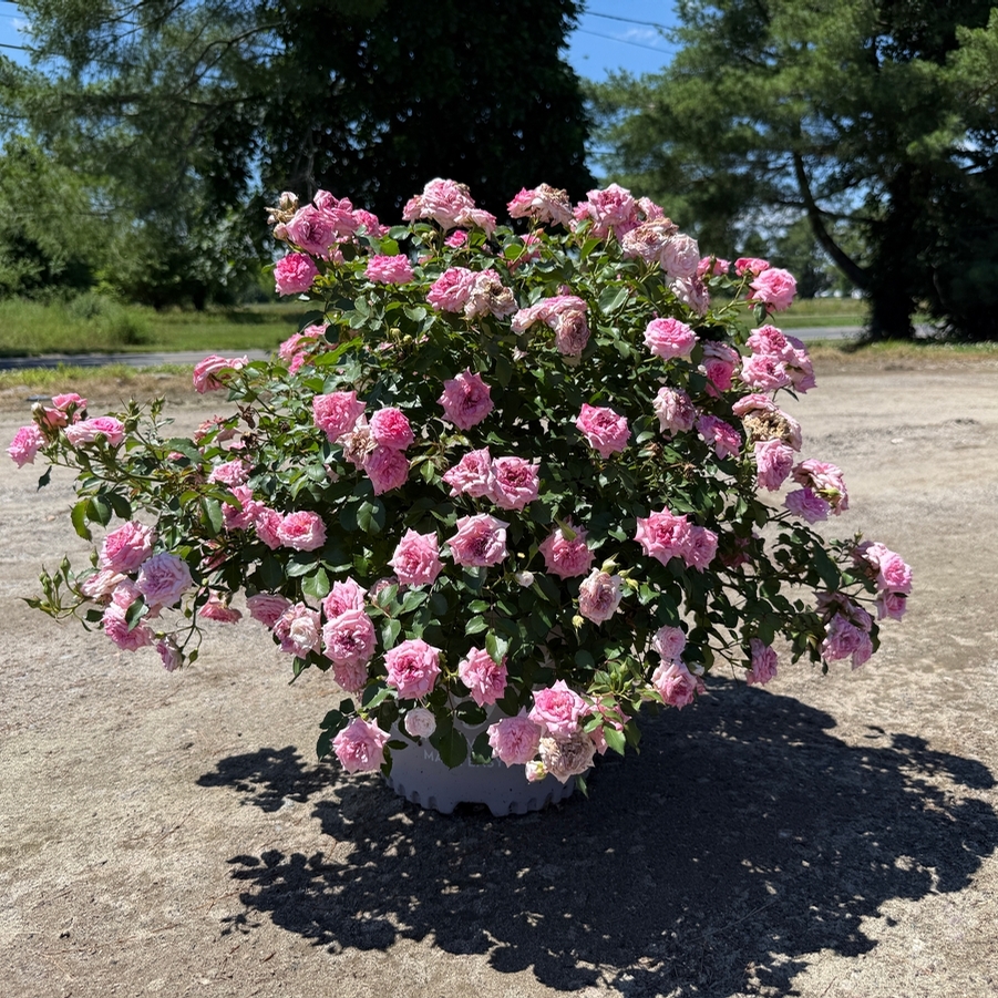 Rosa Groundcover Sweet Drift® PP21612