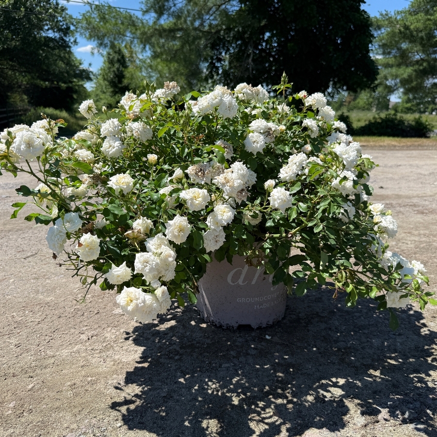 Rosa Groundcover White Drift® PP28054
